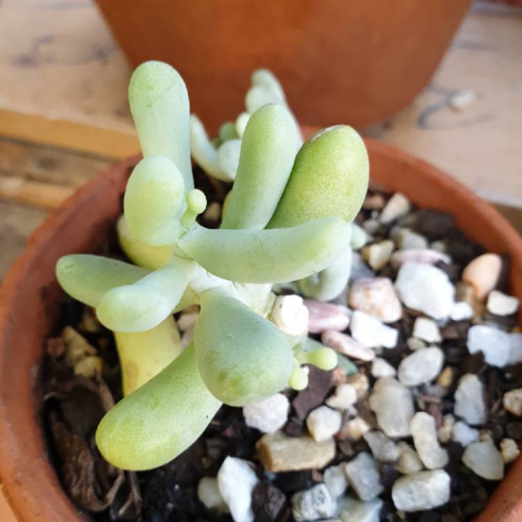 Plant image Sedum Allantoides Goldii