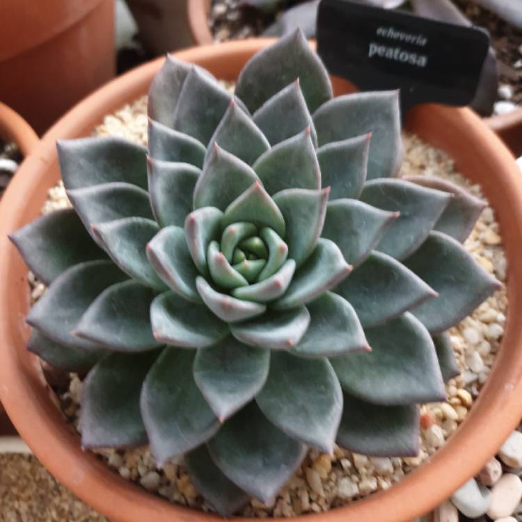 Plant image Echeveria Peacocki x Setosa