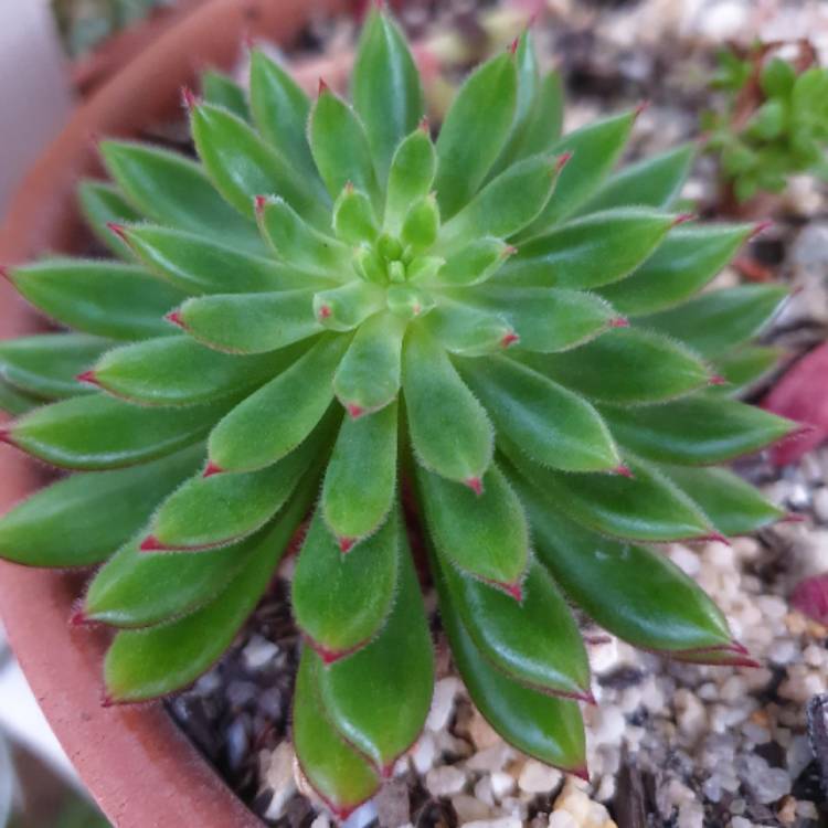 Plant image Echeveria Spruce Oliver