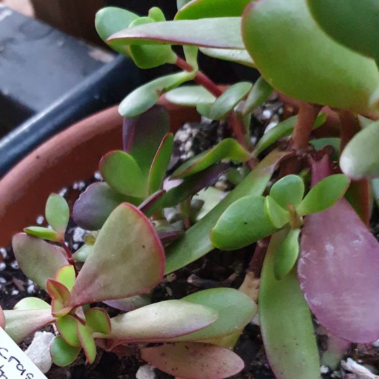 Plant image Crassula Atropurpurea var. Atropurpurea