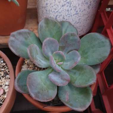 x Pachyveria 'Blue Tongue' syn. Graptoveria 'Blue Tongue'