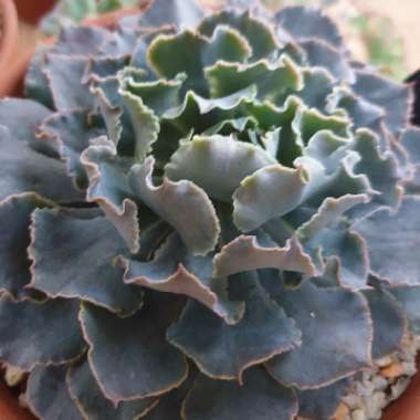 Echeveria Shaviana