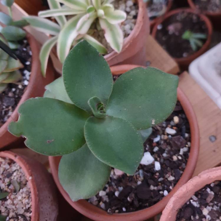 Plant image Crassula lactea