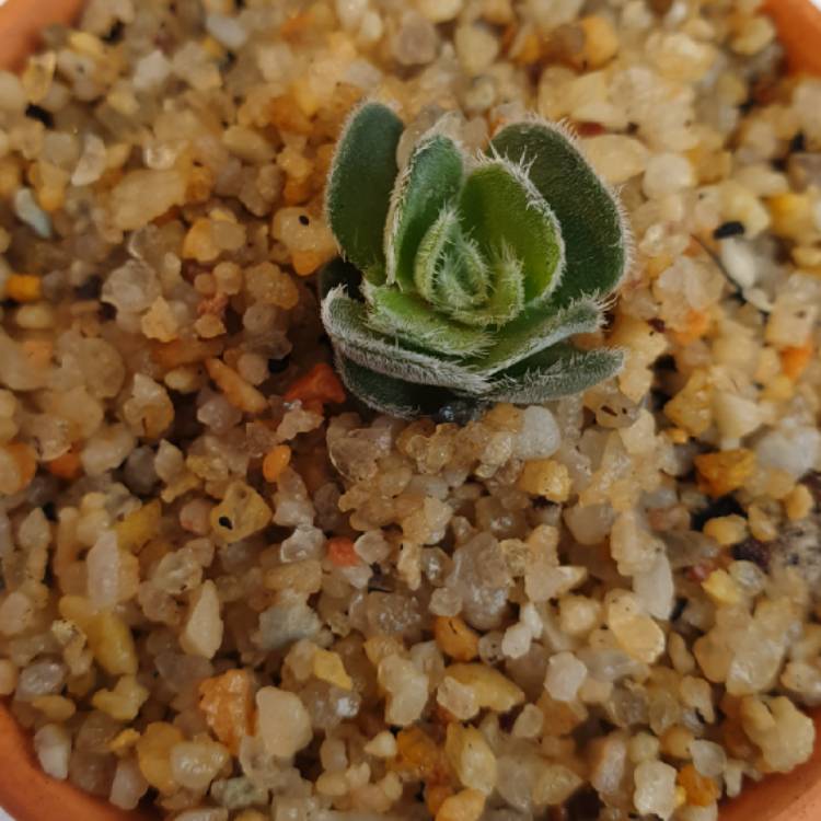 Plant image Crassula Tomentosa var. Glabrifolia