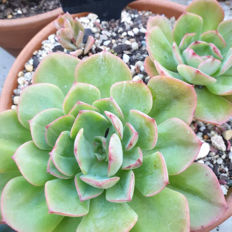 Plant image Echeveria Emerald Isle