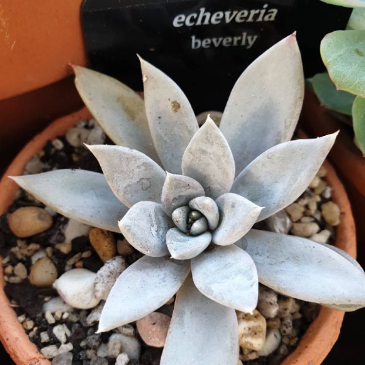 Plant image Echeveria Beverley