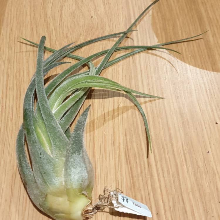 Plant image Tillandsia seleriana