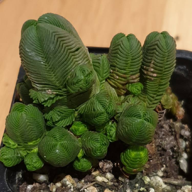 Plant image Crassula quadrangularis syn. Crassula pyramidalis