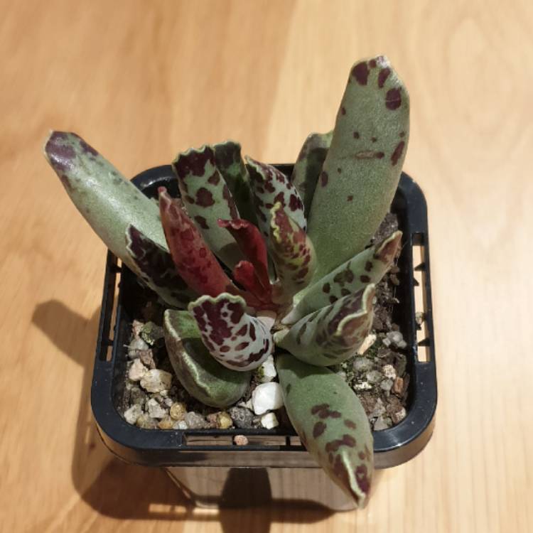 Plant image Adromischus Festivus