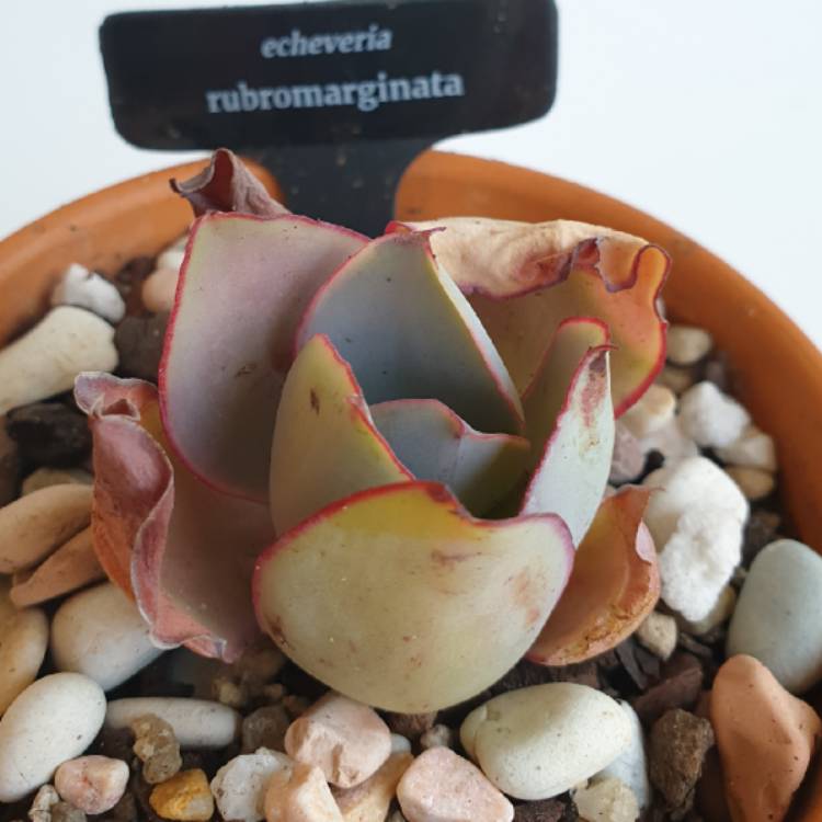 Plant image Echeveria rubromarginata