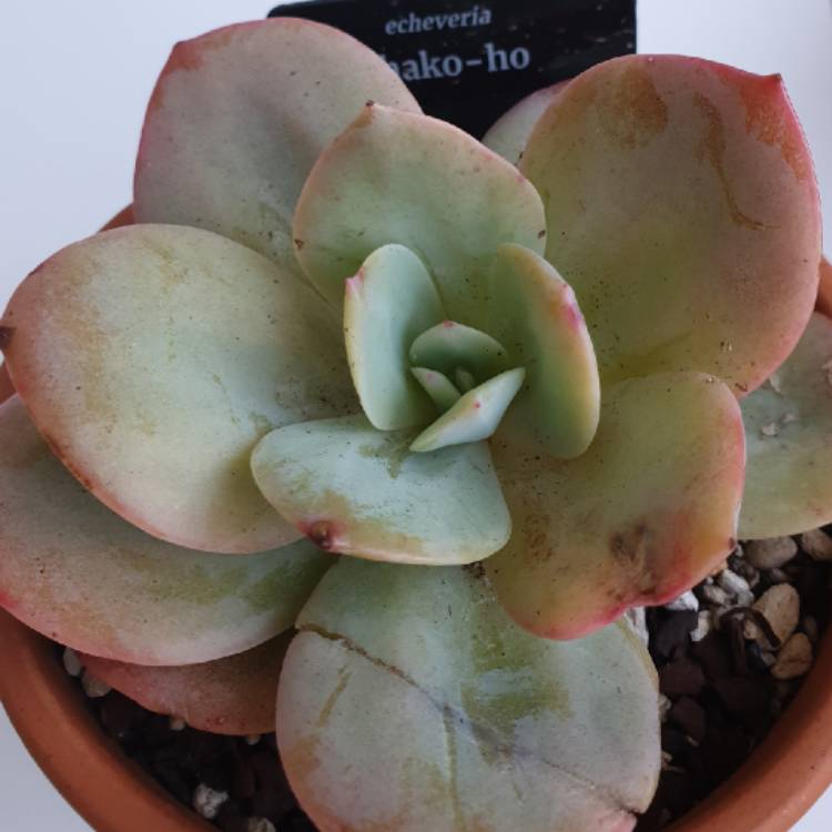 Plant image Echeveria Haku-Ho