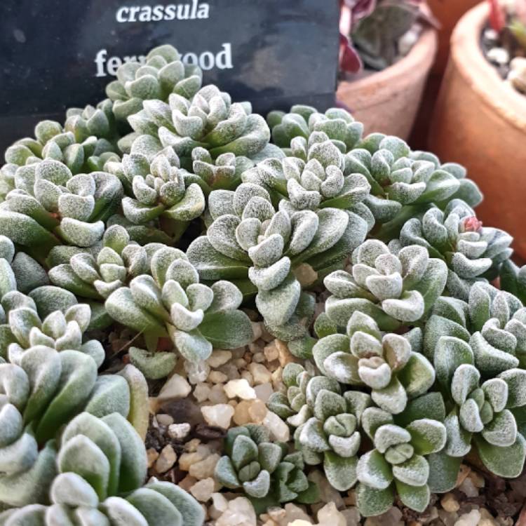 Plant image Crassula 'Fernwood'