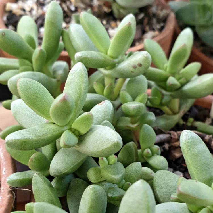 Plant image Crassula nudicaulis var. 'Herrei'