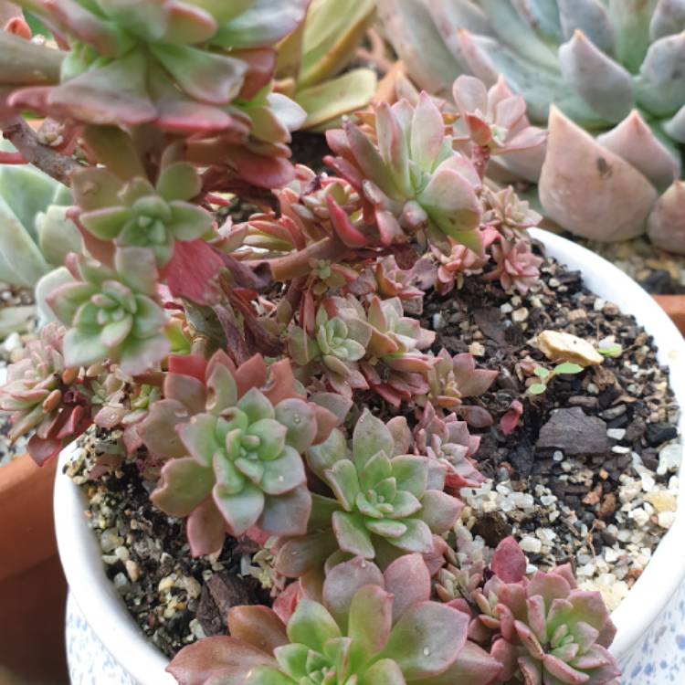 Plant image Echeveria Minibelle