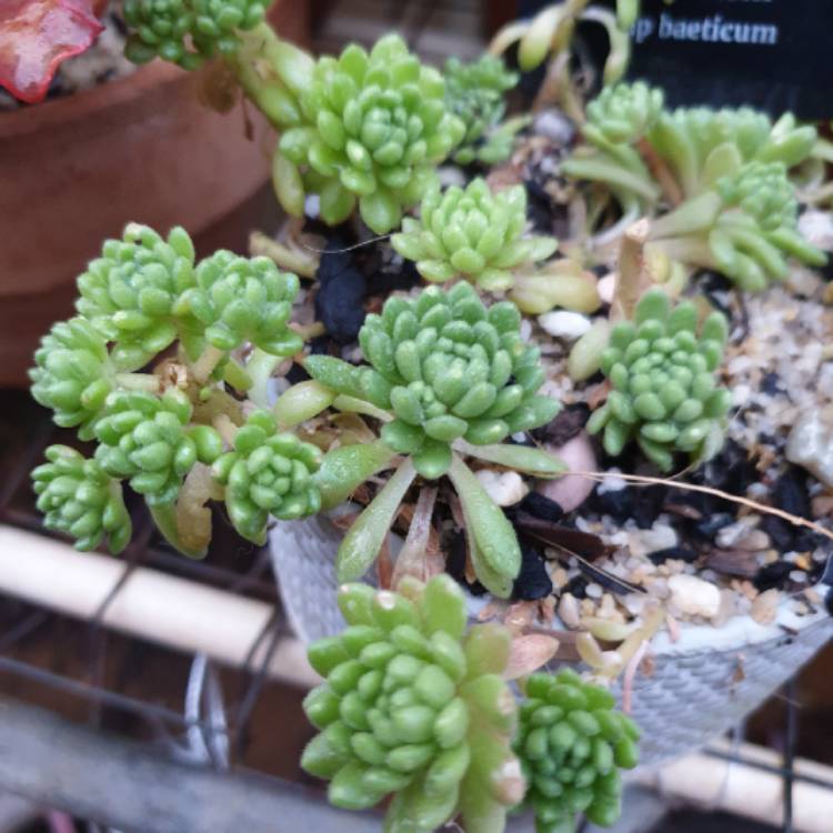 Plant image Sedum hirsutum subsp. baeticum