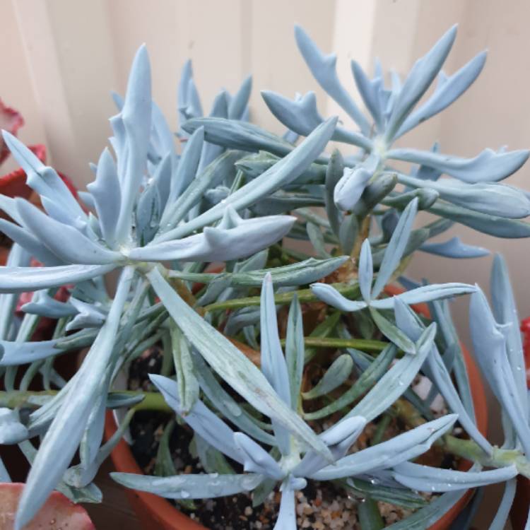 Plant image Kleinia 'Trident Blue syn. Senecio 'Trident Blue'