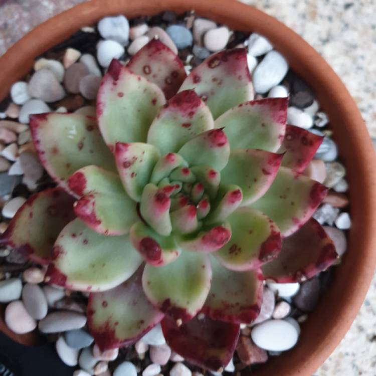 Plant image Echeveria Agavoides Frank Reinelt