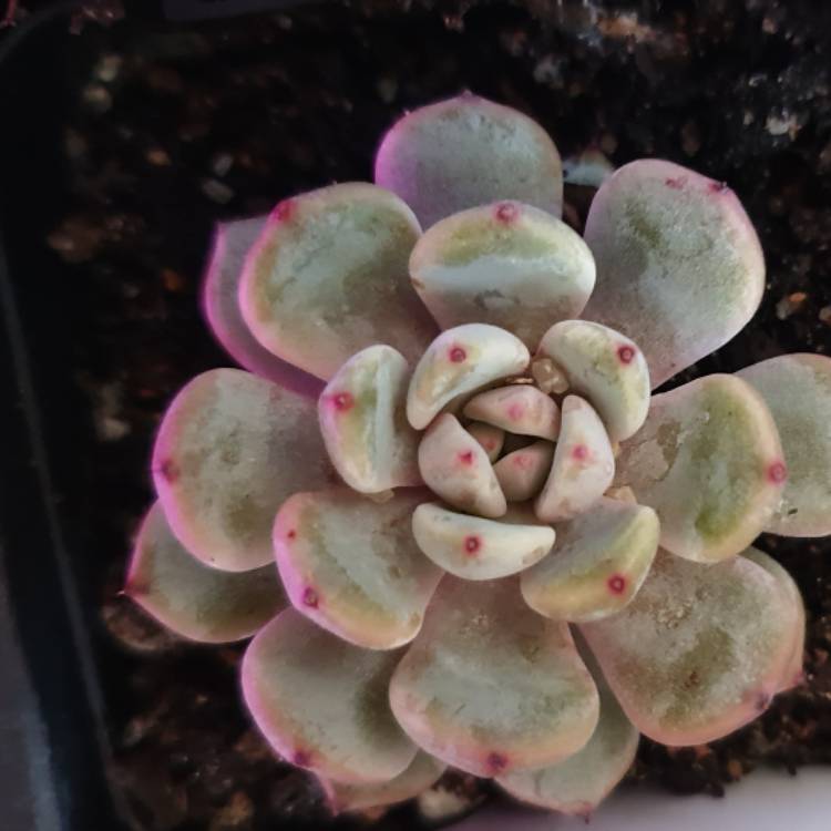 Plant image Echeveria Viant