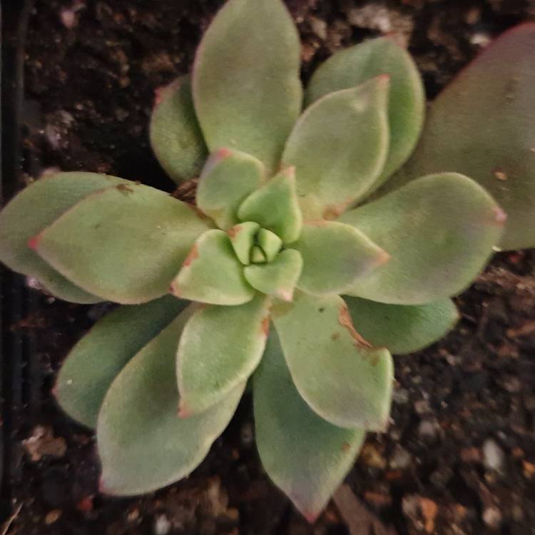 plant image 1160340