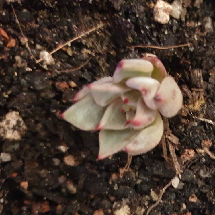 plant image 1160341