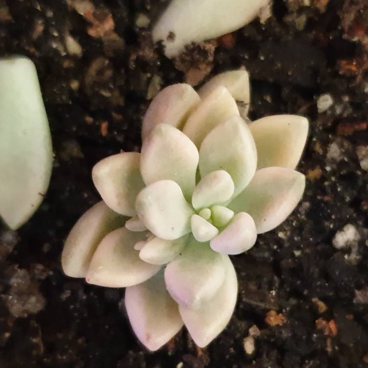 Plant image Graptopetalum Mirinae Variegata