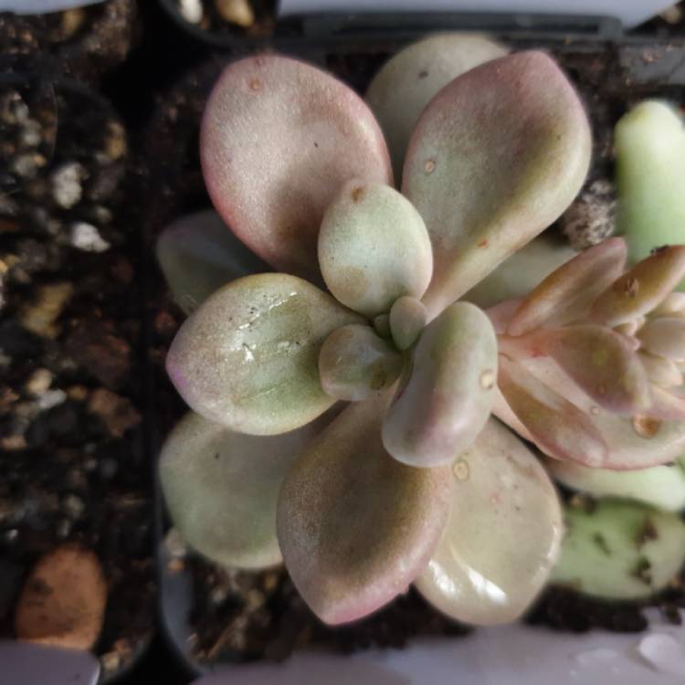 Plant image Graptopetalum Ellen