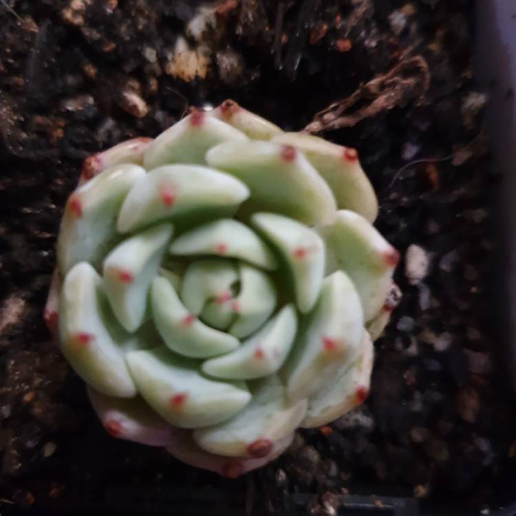 Plant image Echeveria Lunas