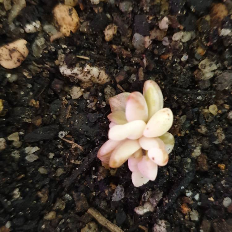 Plant image Sedum Pat's Pink Variegata