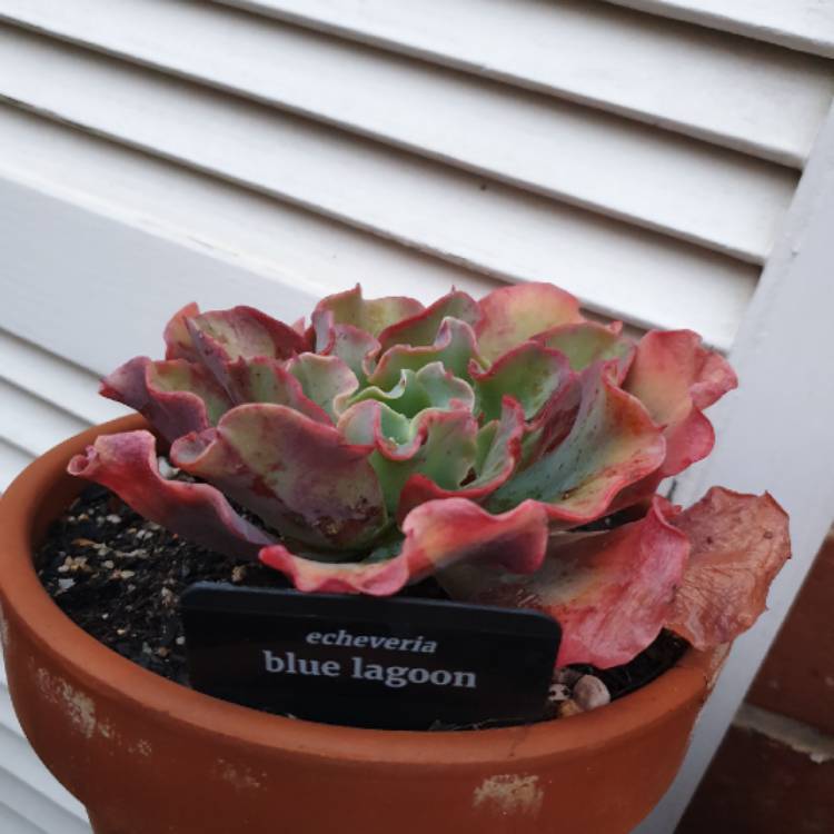 Plant image Echeveria Blue Lagoon