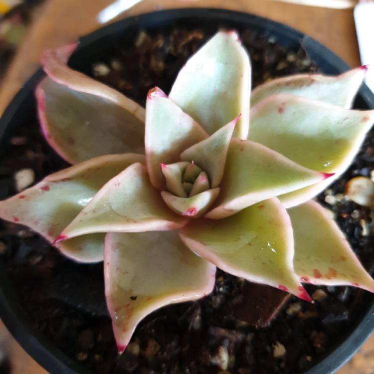 Plant image Echeveria Madiba