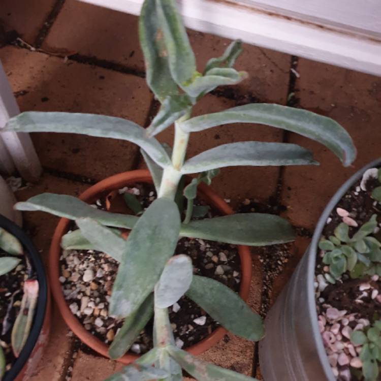 Plant image Cotyledon orbiculata 'Elk Horns'