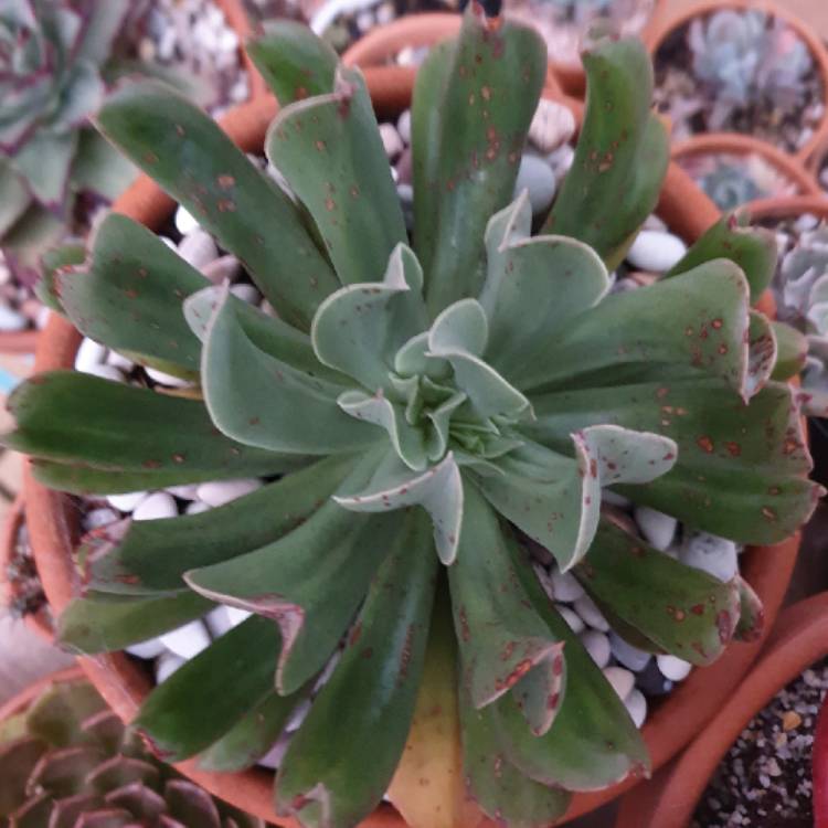 plant image 1162056