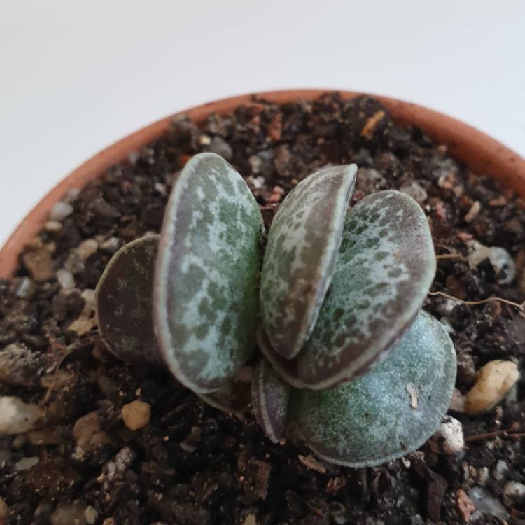 Plant image Adromischus maculatus syn. Cotyledon rupicola ; Cotyledon maculatus