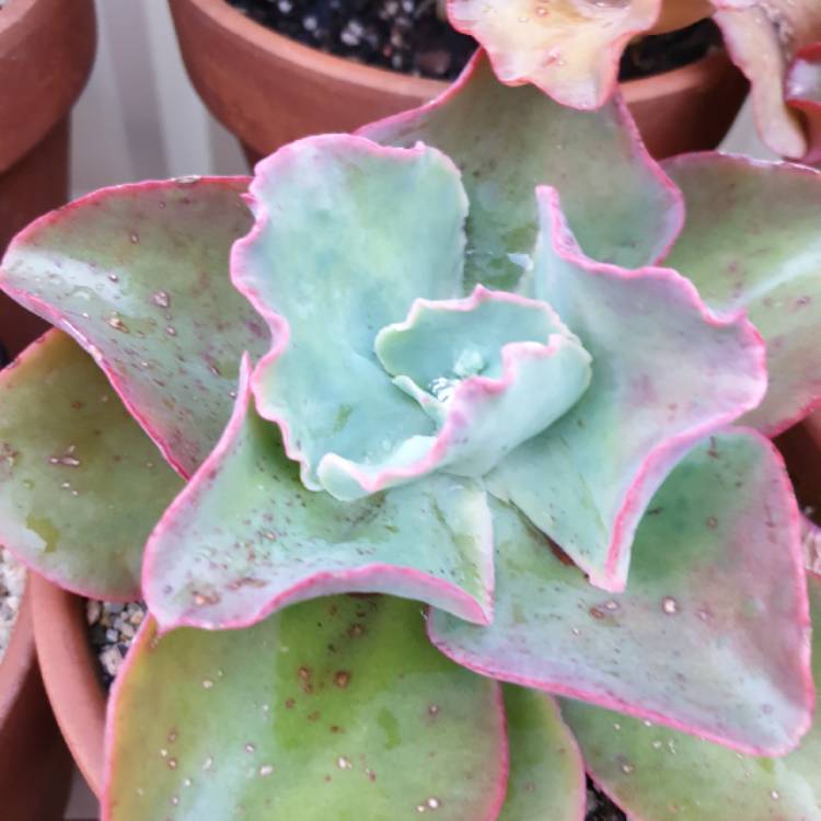 Plant image Echeveria Contempo