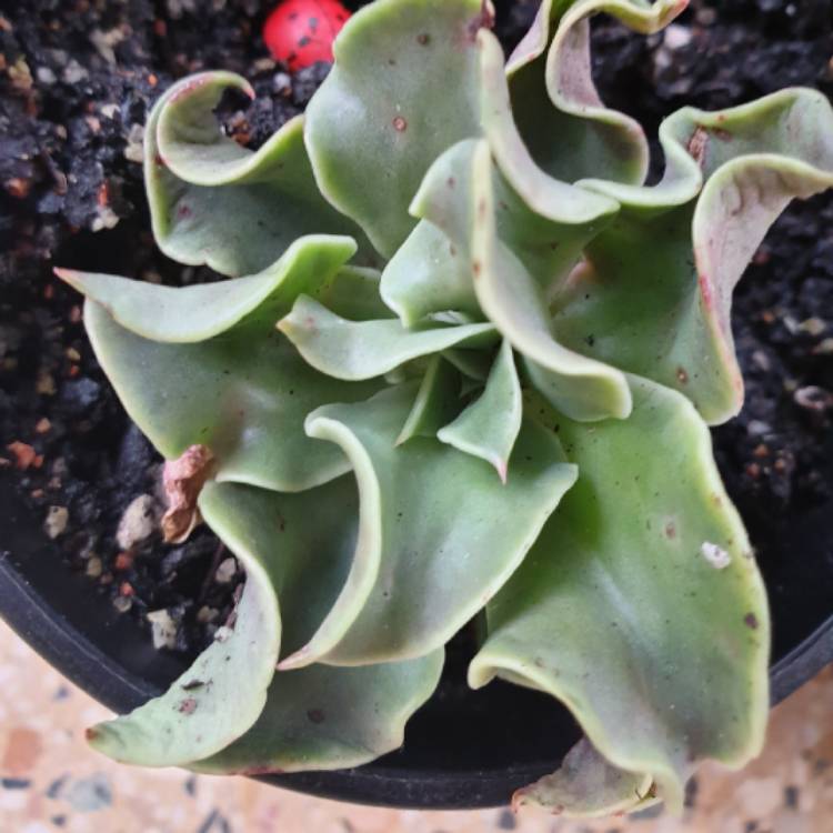 Plant image Echeveria Lutea