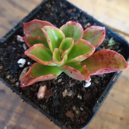 Plant image Echeveria Candy