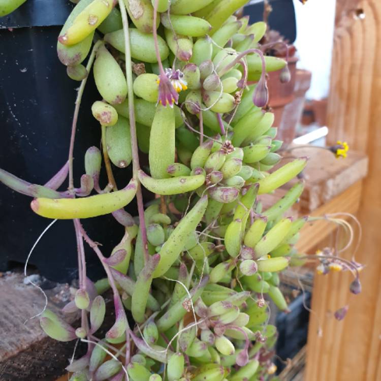 Plant image Othonna Capensis