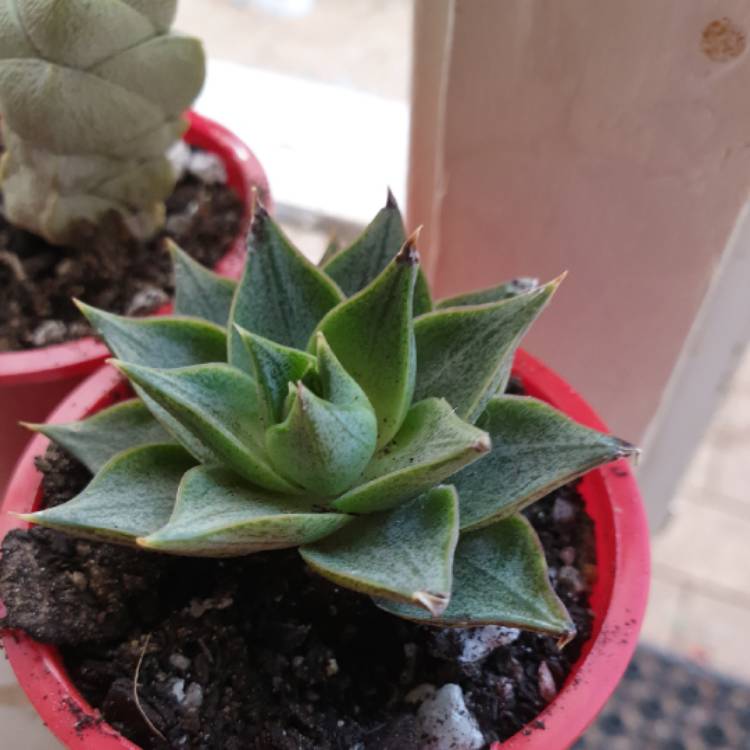 Plant image Echeveria Purpusorum White Form