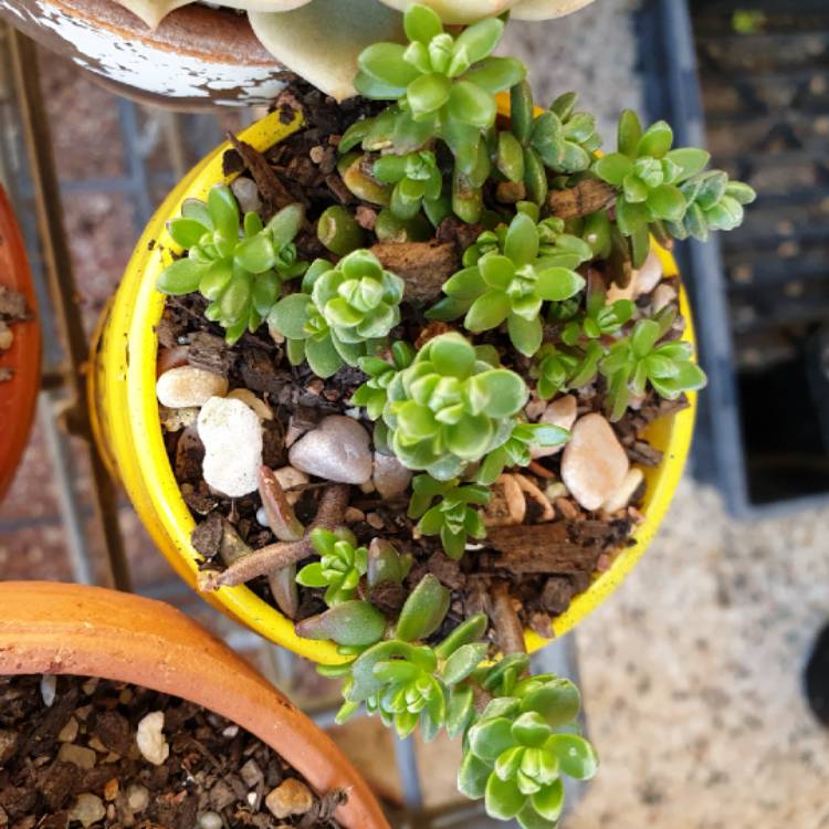 Plant image Sedum Oaxacanum