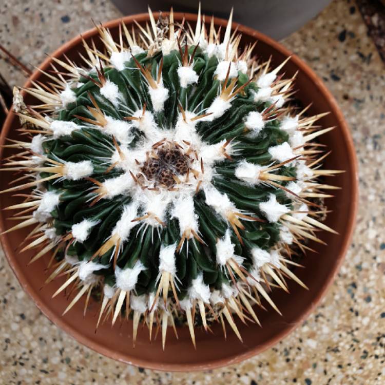 Plant image Stenocactus  syn. Echinofossulocactus