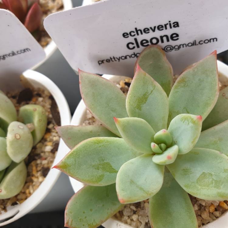 Plant image Echeveria Cleone