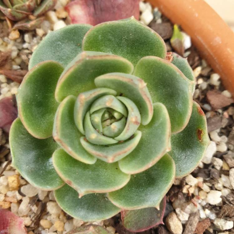 Plant image Echeveria Longissima var. Longissima