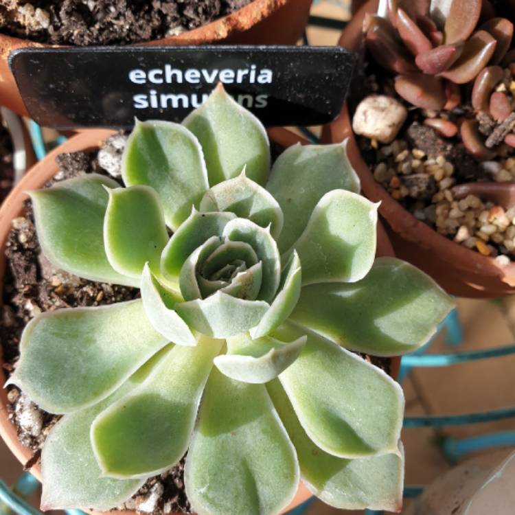 Plant image Echeveria Simulans Ascension