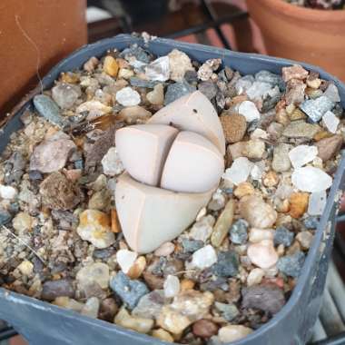 Lapidaria margaretae syn. Mesembryanthemum margaretae