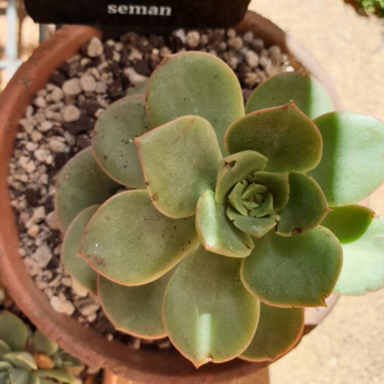 Plant image Echeveria Semnan