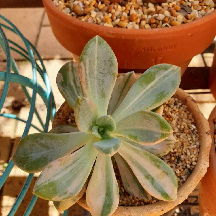 Plant image x Graptophytum  Supreme Verigated