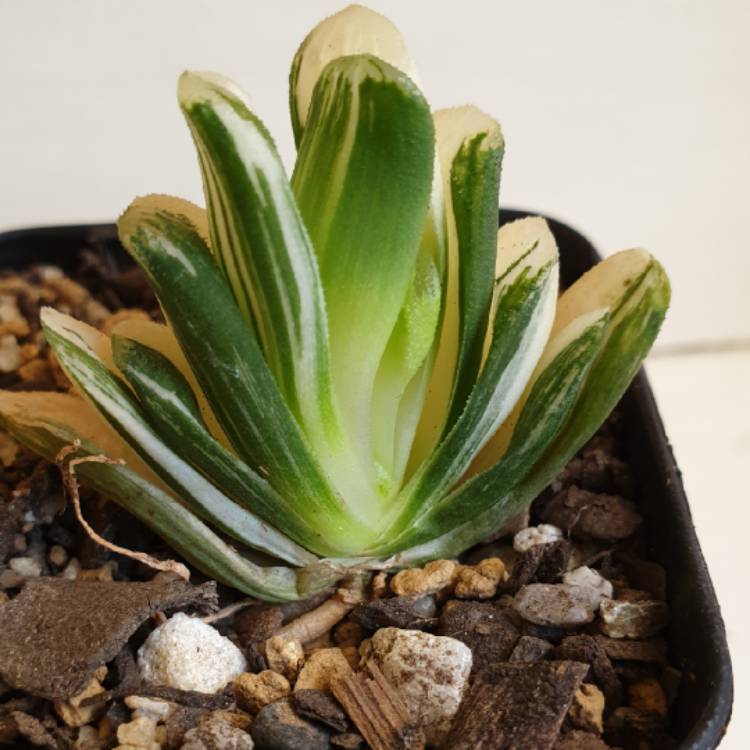 Plant image Haworthia Truncata Variegated 