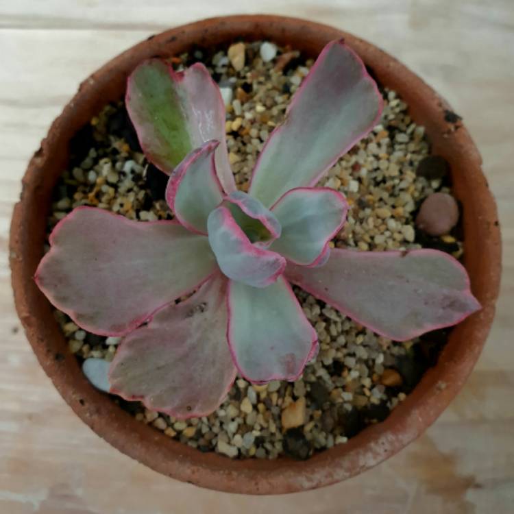 Plant image Echeveria Flying Cloud