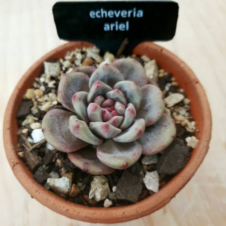 Plant image Echeveria Ariel