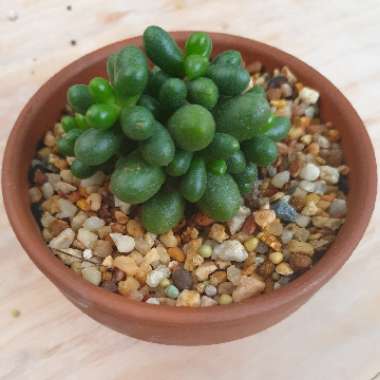 Sedum Hernandezii